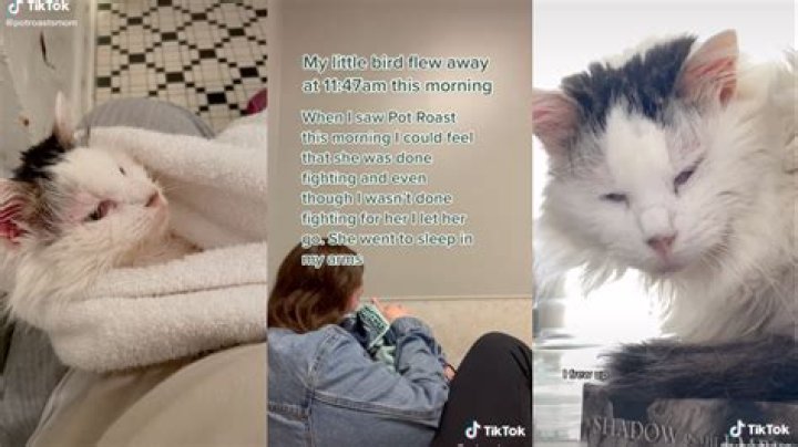 Everyone’s Favorite Pot Roast Cat On TikTok Died After FIV Diagnosis, What Happened?