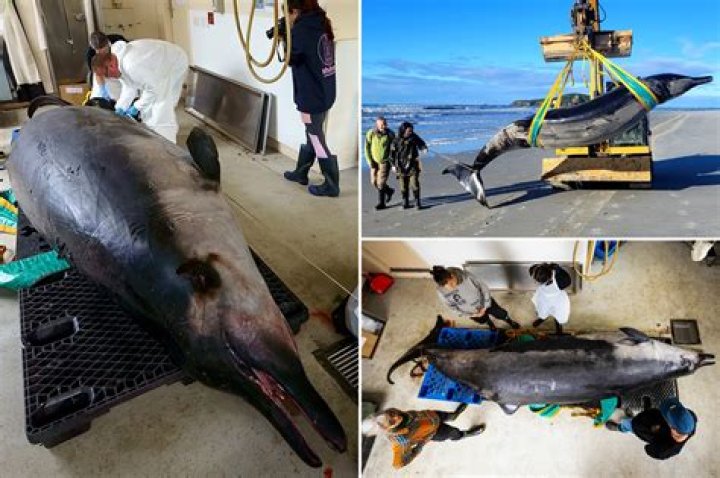 
Kiska, the ‘world’s loneliest’ orca, dead at age 47 